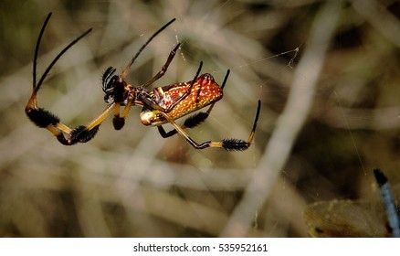 バナナのくも の画像 写真素材 ベクター画像 Shutterstock