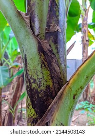 Banana Tree Branch Skin Texture Behind The House