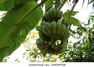 Banana Tree With A Bunch Of Green Growing Raw Banana And The Wind Makes Banana Leaves Are Moving Banana Tree Growing Raw Bananas Organic Chemical Free Fair Trade Farm Bio Mature