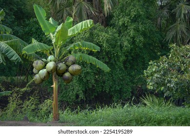 Banana tree and coconut in the farm - Shutterstock ID 2254195289