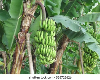 274 591件の バナナの木 の画像 写真素材 ベクター画像 Shutterstock