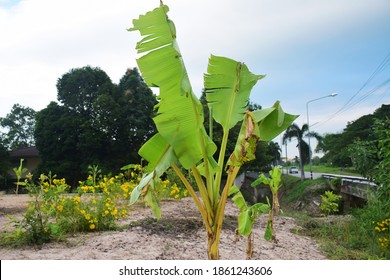 Banana Tree In Garden. Banan Tree Growing. Banan Leaves