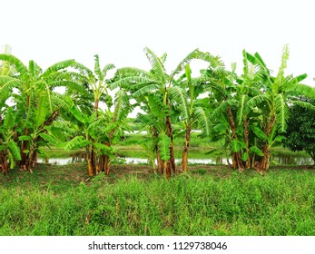 Banana Tree In The Graden