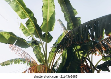 Banana Tree, Green Banana Leaves. Leaves Of A Tropical Banana Tree In The Wind In The Sun. Tropical Palm Banana Leaf.