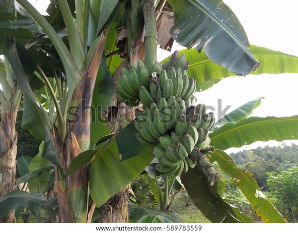 Banana Tree Green Banana Near Kampung Stock Photo (Edit Now) 589783559