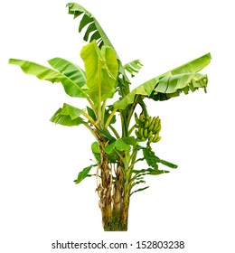 Banana Tree Images Stock Photos Vectors Shutterstock