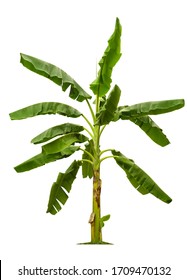 Banana Tree Images, Stock Photos & Vectors | Shutterstock