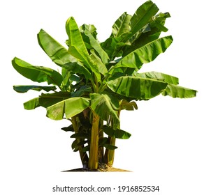 Banana tree isolated on white background with clipping paths for garden design.Economic crops of tropical countries are gaining popularity.                               