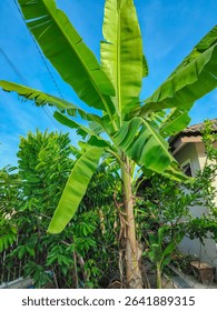 Banana tree with large green leaves in tropical environment. Exotic foliage commonly found in Southeast Asia. Perfect for agriculture, tropical garden, or nature concept visuals.