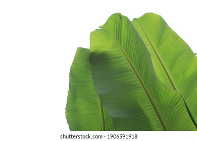 banana tree leaf with blur background
