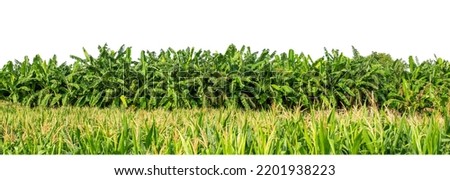 Banana tree leaf in farm garden isolated on white background are Forest and foliage in summer for both printing and web pages with cut path and alpha channel