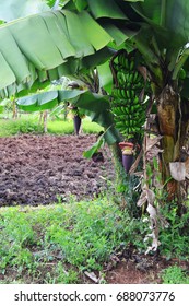 Banana Tree In A Local Kenyan Farm. Food Production In Kenya.