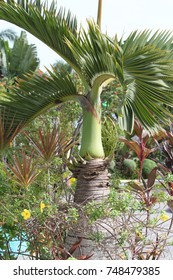 Banana Tree At Mactan Shrine In Cebu