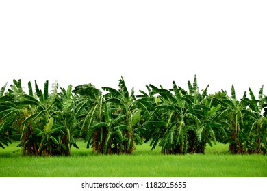 Banana tree  on white background - Shutterstock ID 1182015655