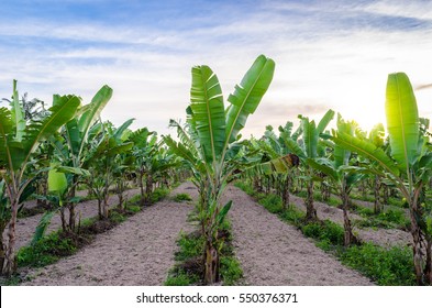 Banana Tree Plantation And Sunshine In Thailand