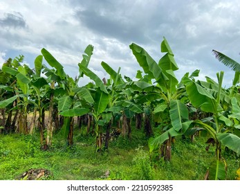 Banana Tree Plantation In A Village Of India