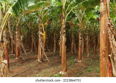 Banana Tree Plantation,Banana Garden. Tamilnadu India