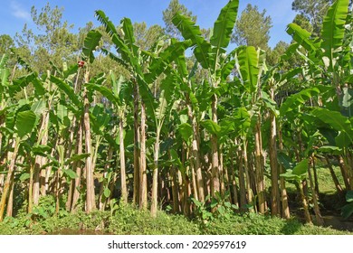 Hintergrund Gelb Grun Stockfotos Bilder Und Fotografie Shutterstock