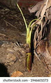 Banana Tree Sucker 
On Ground