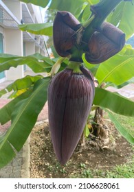 A Banana Tree Sucker Is A Shoot That Develops From A Lateral Bud On The Rhizome And Emerges From The Soil Usually Near The Parent Plant.