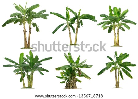 banana trees collection isolated on a white background for garden design. Interesting plants of tropical countries.