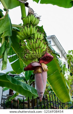 banana trees natives tropical