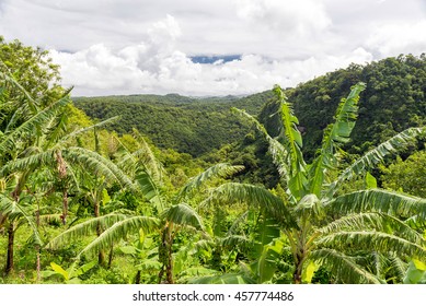 Banana Trees On The Plantation
