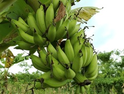 Banana Trees That Bear Hang Bananas Are Still Young
