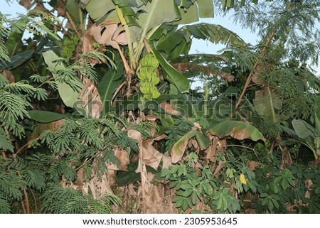 Banana Trees that Look Yellow in the Dusk