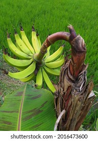 Banana Tress Bear Fruit About Two Combs, The Type Of Banana Galek