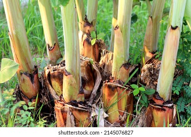 Banana Trunk So Many Growing Regenerate  New Species In Garden