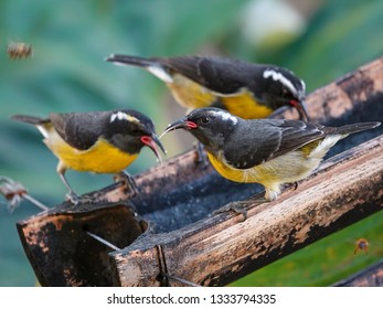 Bananaquit Birds Drinking From A Bamboo Barrel Showing Tongues On Guadeloupe In The Caribbean