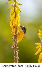  Bananaquit ,Coereba Flaveola Is A Species Of Passerine Bird In The Tanager Family Thraupidae. 