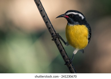 Bananaquit On Rope