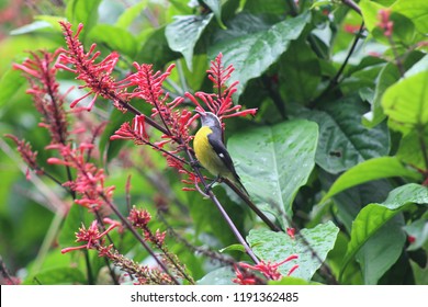 A bananaquit pollinating a red firespike at El Yunque National Forest in Puerto Rico