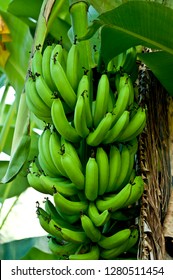 Bananas Growing On Tutuila Island, American Samoa.