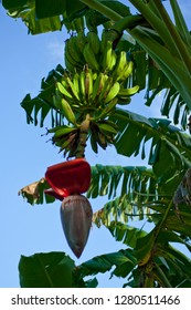 Bananas Growing On Tutuila Island, American Samoa.