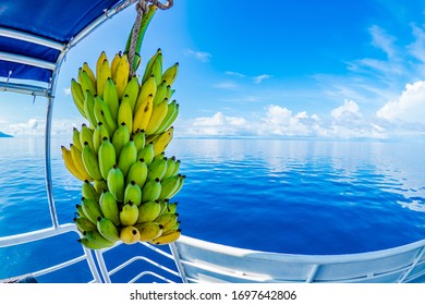 Bananas Hang Off The Back Of Scuba Diving Liveaboard