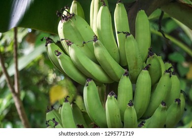 Bananas Hanging On The Banan Tree