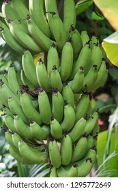 Bananas Hanging On A Banan Tree