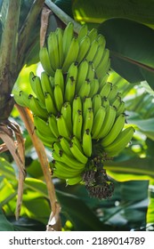 Bananas Hanging On The Tree In Viñales, Cuba