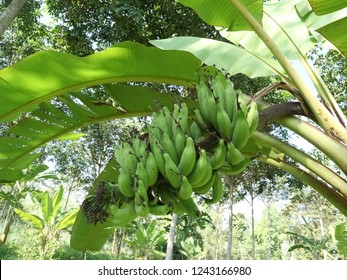 Bananas on the tree.