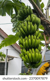 Bananas ready to harvest in the garden with a white house background - Shutterstock ID 2370097879
