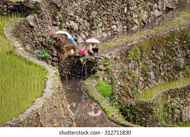 Banaue - Rice Terraces