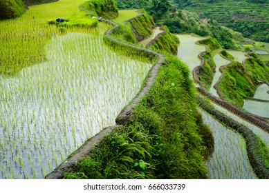 Banaue Rice Terraces, Philippines. 2017