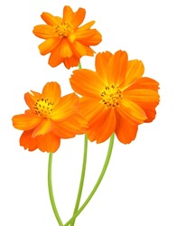 Banch Of Orange Cosmos Flowers, Isolate White