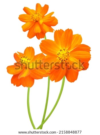 Banch of orange cosmos flowers, isolate white