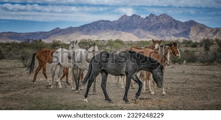 A band of Lower Salt River wild horses grouped together with a dark stallion in front of Four Peaks mountain in the desert, Tonto National Forest in Arizona