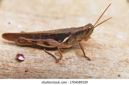 Band Winged Grasshoppers Are A Subfamily Of Short Horned Grasshoppers. The Hind Wings Are Often Banded With Distinct Colors.