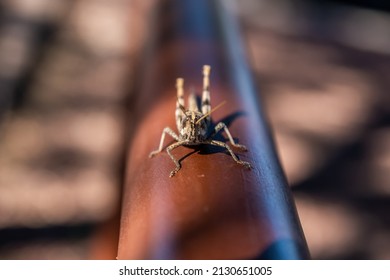 A Band Winged Grasshoppers In Tucson, Arizona